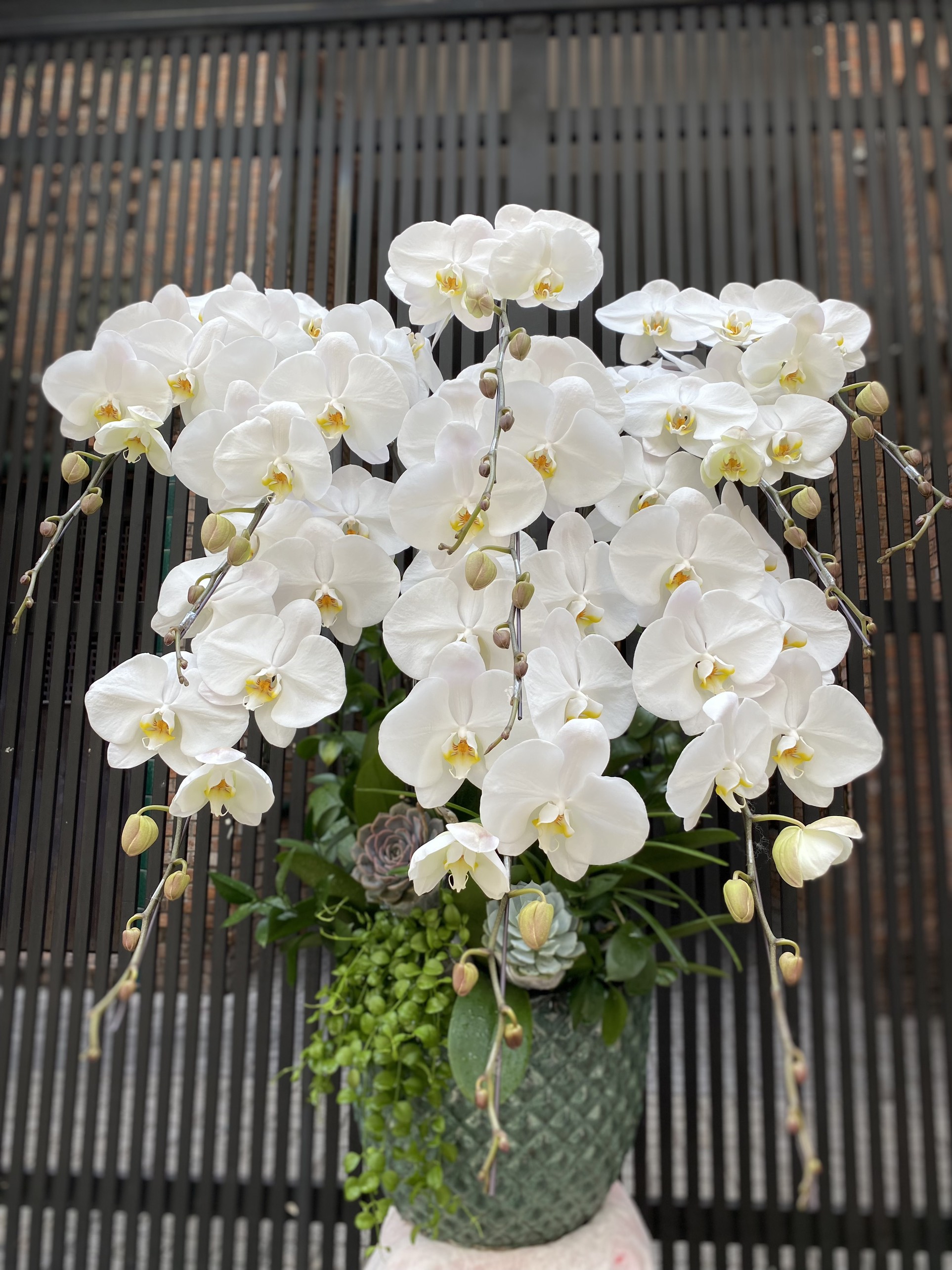 Hoa Lan Chúc Mừng 00050